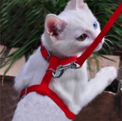 BiEyed White Leashed Cat