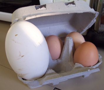 Goose and Chicken eggs compared
