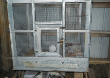 Fantail Cage in New/Working On Barn