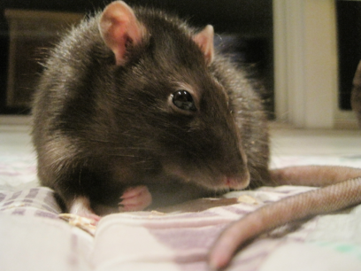 My Beautiful Rattie 