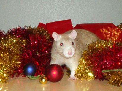 Lestat loves Christmas!  (RIP little boy)
