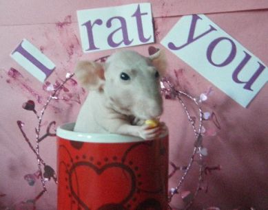 Ginger - instead of "i love you" it's "I rat you"