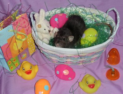 Pipkin awaits the Easter Rattie. (R.I.P.)