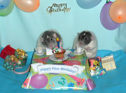 Rodney & DiNozzo's first birthday party! (R.I.P. ? )