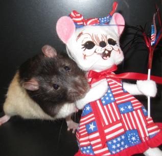 Happy 4th Of July From Gigio 2!